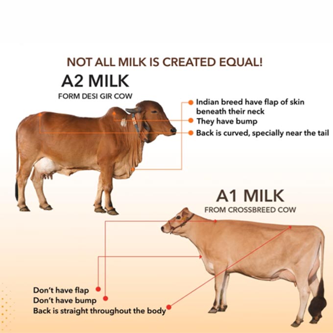 ghee made from a2 milk